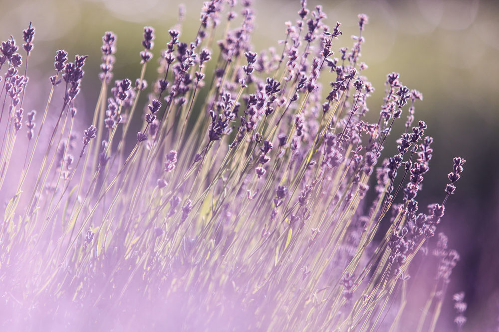 paromatherapy-aromatic-beautiful-flowers-blooming-286755