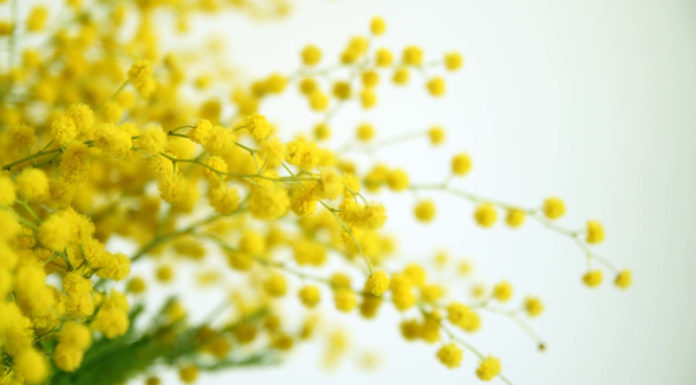 8 marzo, il giallo… nelle valige