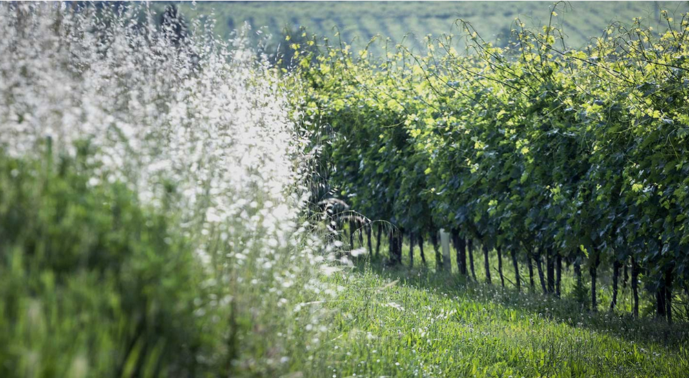 tra le vigne