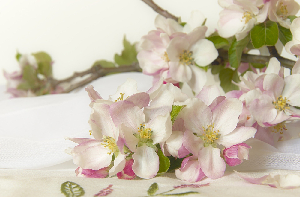 flowers-5095586_1920