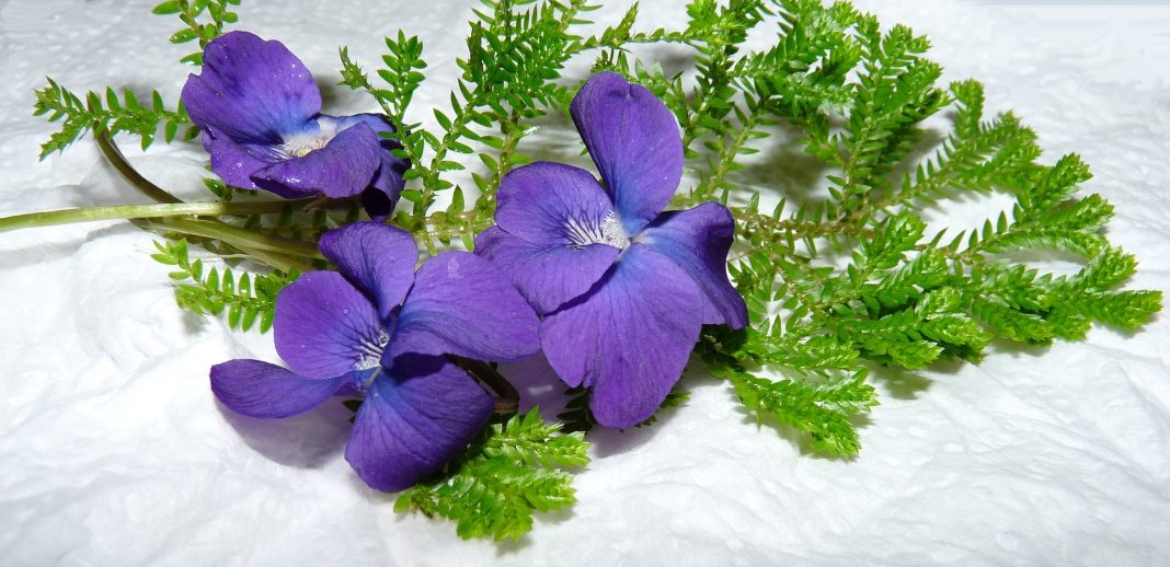 violets-3567272_1920